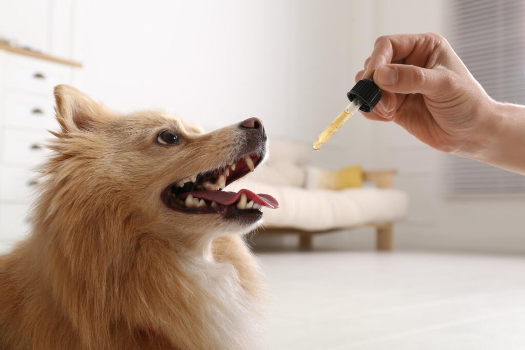 Anemia em cachorro: 6 sinais que exigem atenção imediata | Gold Lab Vet