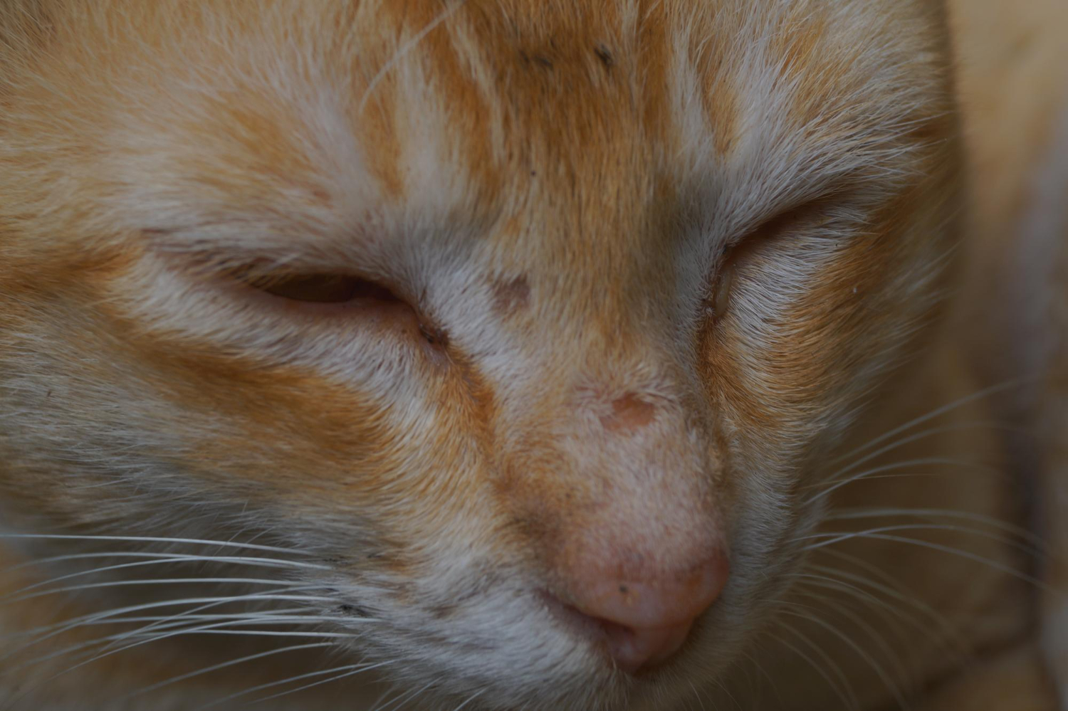 Gato com feridas no focinho sintoma da leishmaniose felina