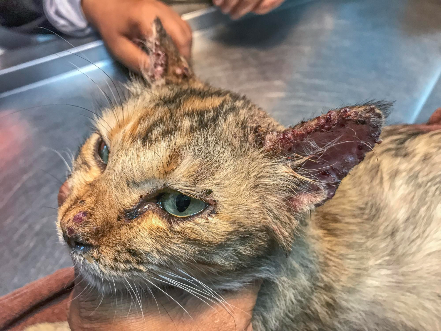Gato com feridas no rosto causadas pela leishmaniose felina