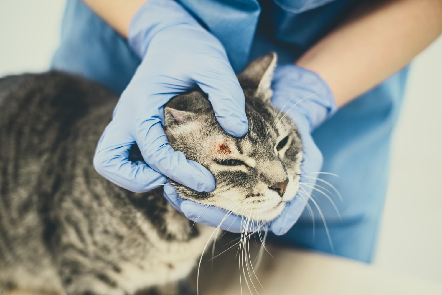 Gato com lesão em cima do olho fazendo exames para diagnostico da leishmaniose felina