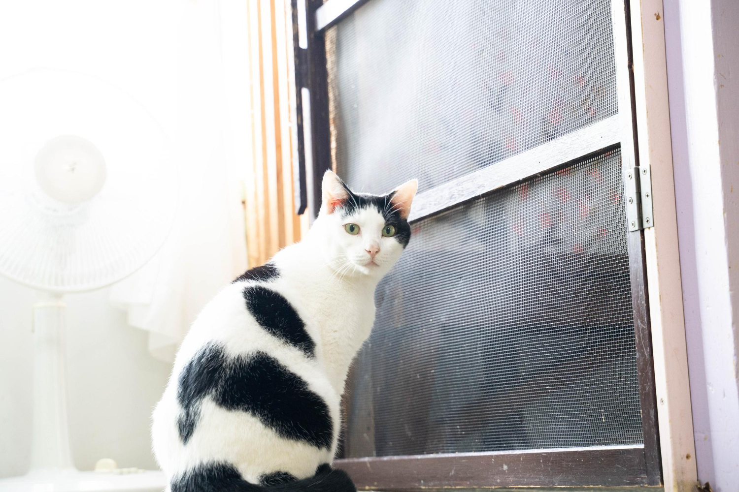 Gato protegido pela tela em porta para evitar e entrada da mosquito-palha