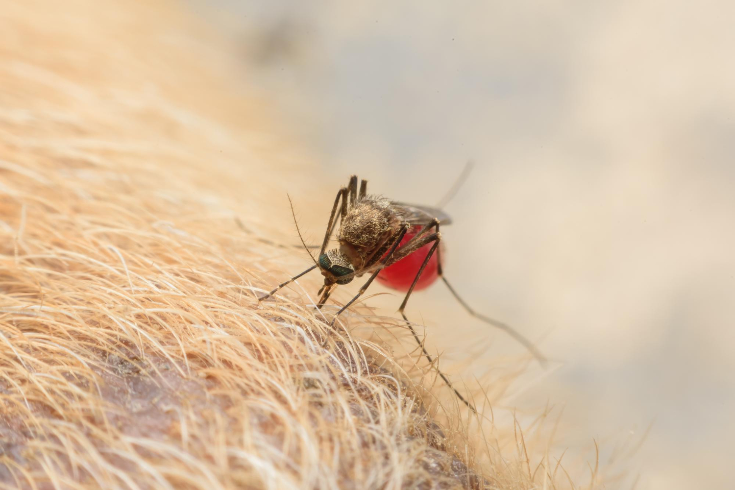 Mosquito palha transmissor da leishmaniose em gatos