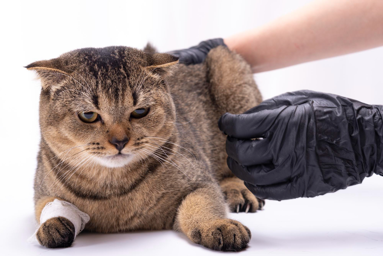 Danielle Moller (@vetmollerdanielle) • Instagram photos and videos, image size:1500x1001