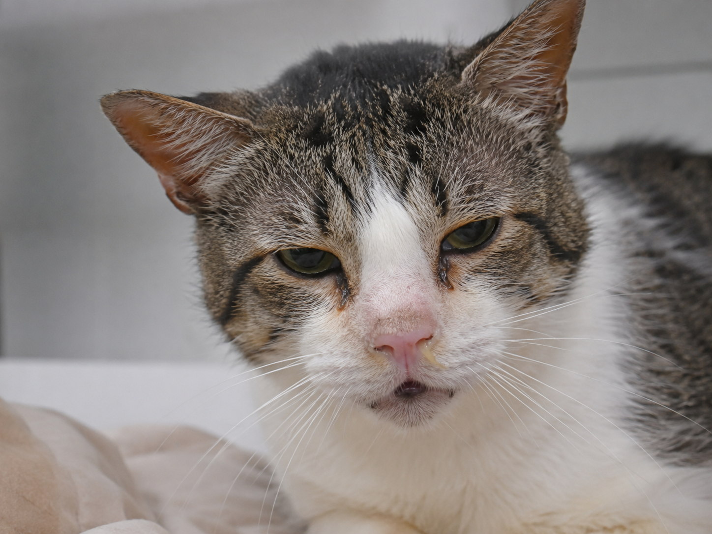 Imagem sobre criptococose em gatos mostra felino com secreção nasal, olhos lacrimejantes e expressão abatida em ambiente doméstico claro e neutro.