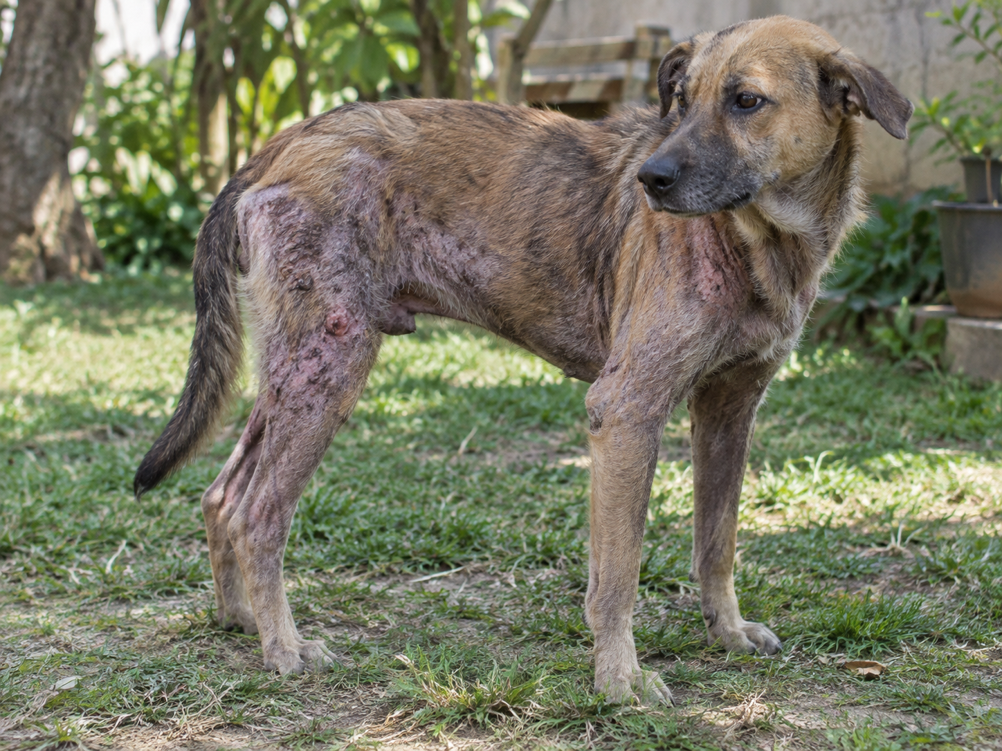 Feridas na pele causadas pela sarna negra em cachorro Cão com sarna negra apresenta áreas sem pelo, pele inflamada e feridas provocadas pelo comprometimento dermatológico associado à demodicose canina.