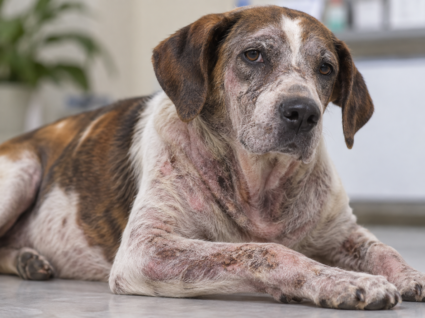 sarna negra em cachorro apresenta falhas extensas na pelagem, pele avermelhada e lesões compatíveis com demodicose canina em diferentes regiões do corpo.