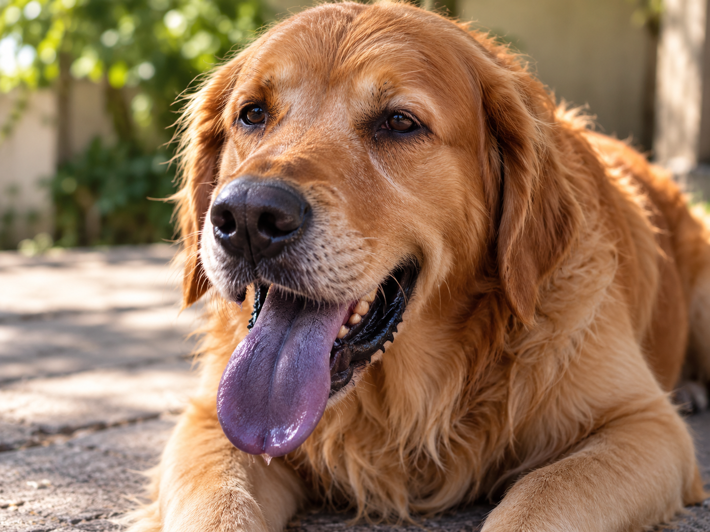 Cachorro com a língua roxa deitado em ambiente externo, com a boca aberta e respiração ofegante, apresentando coloração arroxeada na língua