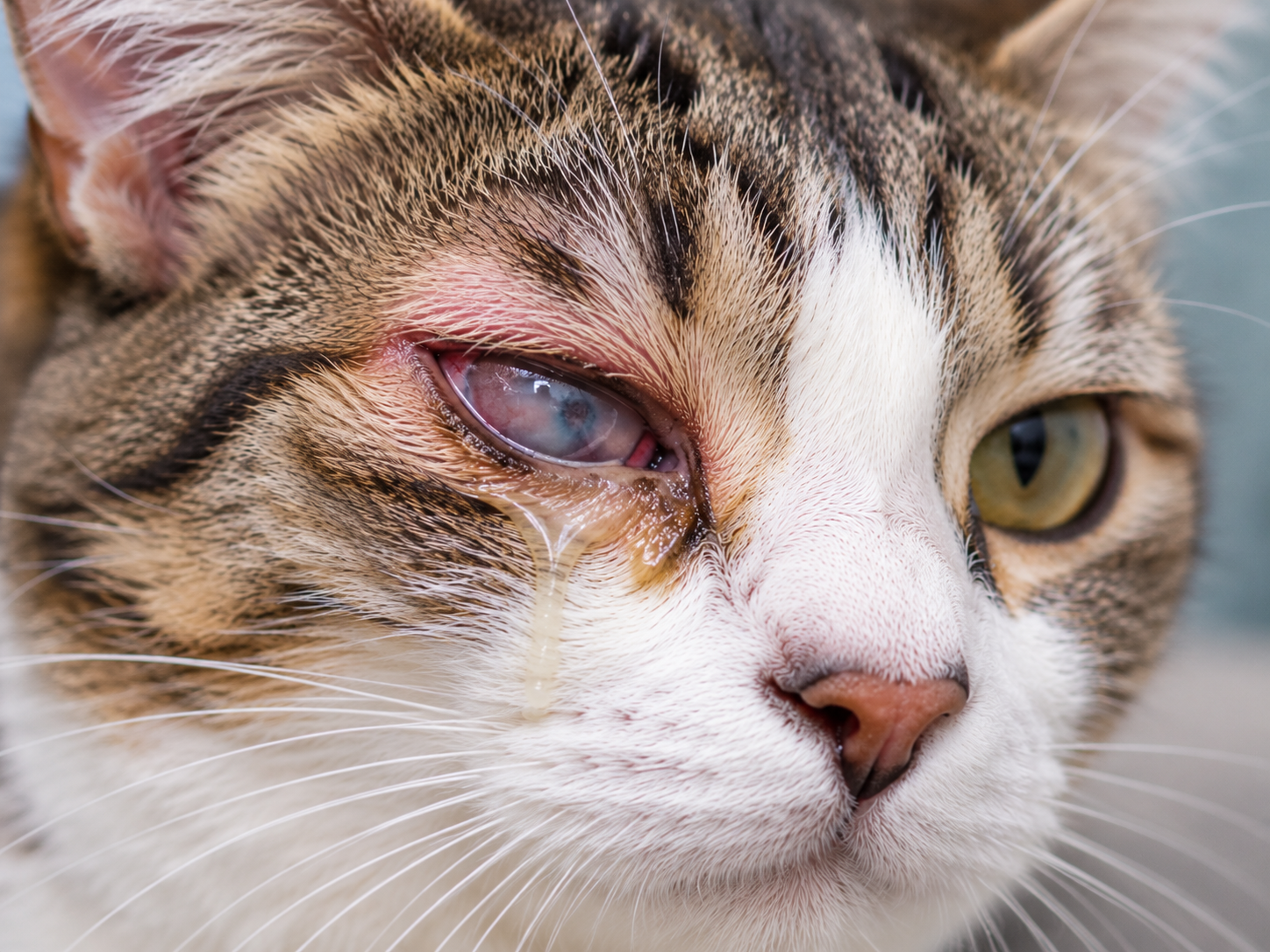 Gato com úlcera de córnea apresentando olho avermelhado, opacidade corneana e secreção amarelada escorrendo pela pelagem próxima à região ocular afetada