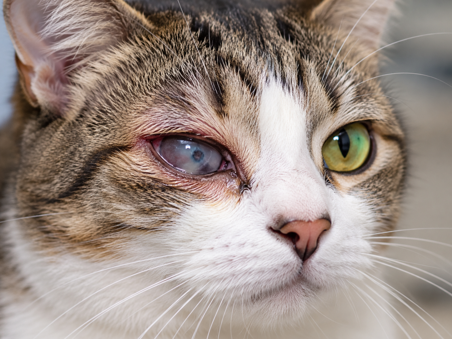 úlcera de córnea em gatos um dos olhos, apresentando opacidade azulada, vermelhidão nas pálpebras e comprometimento visível da superfície ocular